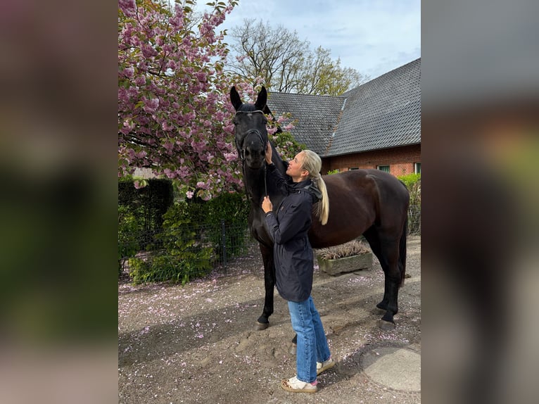 Oldenburger Stute 4 Jahre 172 cm Rappe in Holdorf