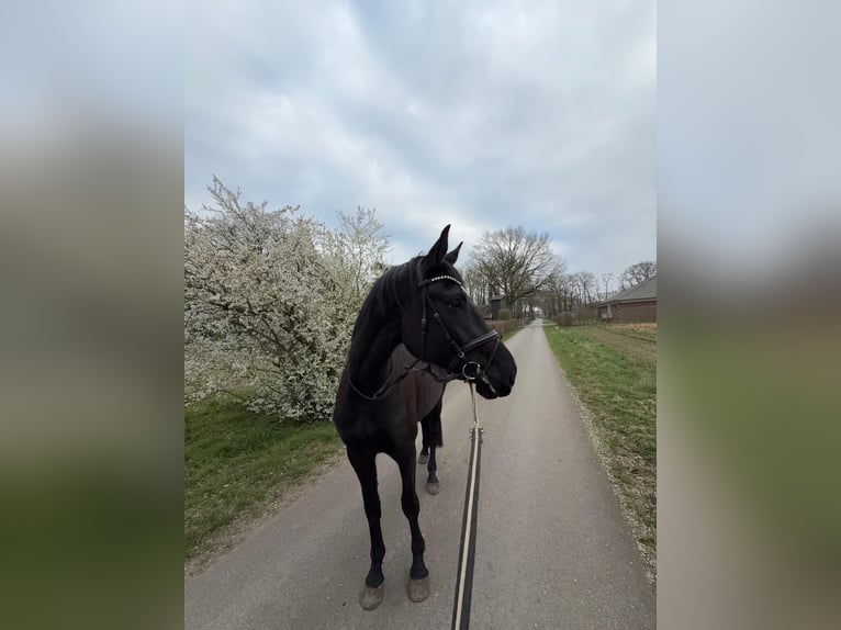 Oldenburger Stute 4 Jahre 172 cm Rappe in Holdorf
