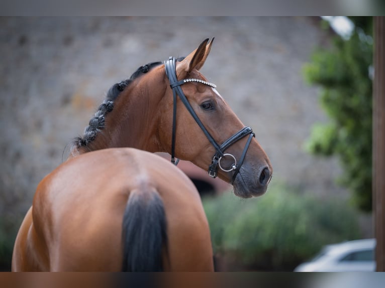 Oldenburger Stute 4 Jahre 173 cm Brauner in Bramsche