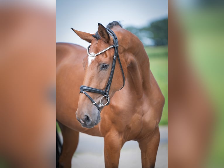 Oldenburger Stute 4 Jahre 173 cm Brauner in Bramsche