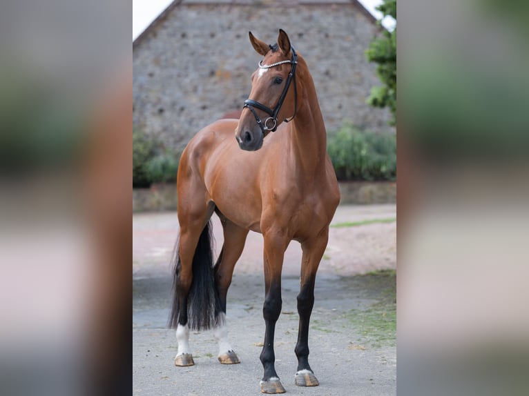 Oldenburger Stute 4 Jahre 173 cm Brauner in Bramsche