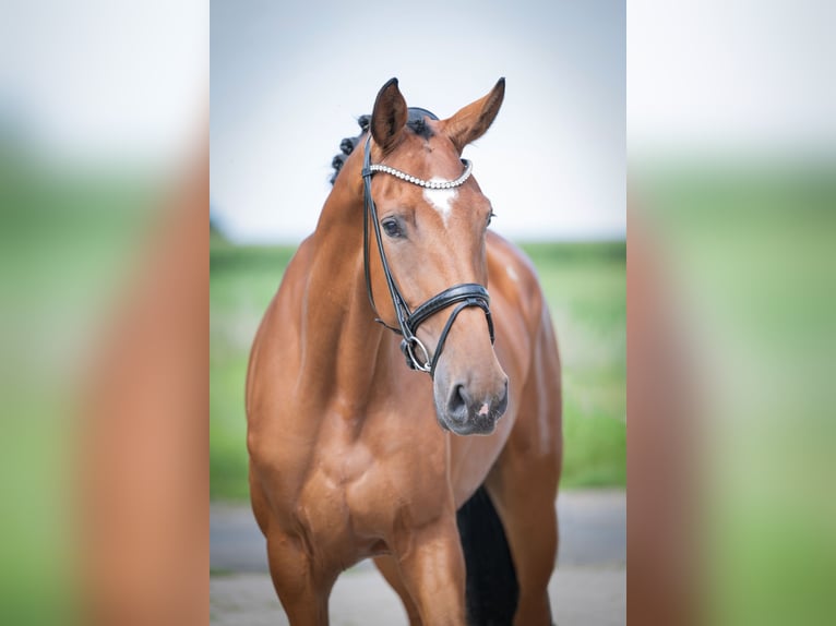 Oldenburger Stute 4 Jahre 173 cm Brauner in Bramsche
