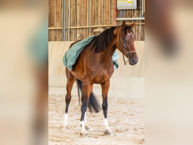Oldenburger Stute 4 Jahre 173 cm Brauner in Mühldorf am Inn