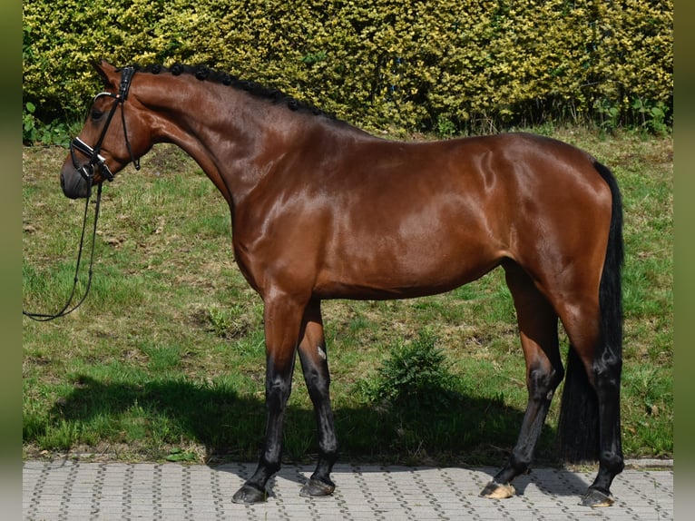 Oldenburger Stute 4 Jahre 173 cm Brauner in F&#xFC;rstenau