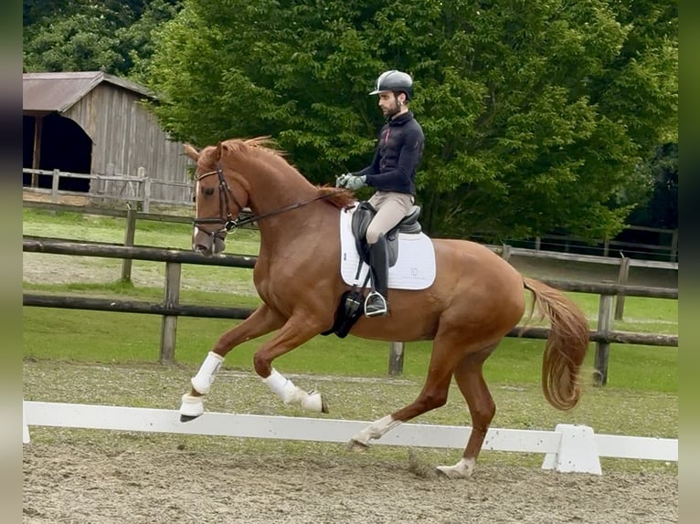 Oldenburger Stute 4 Jahre 173 cm Fuchs in F&#xFC;rstenau