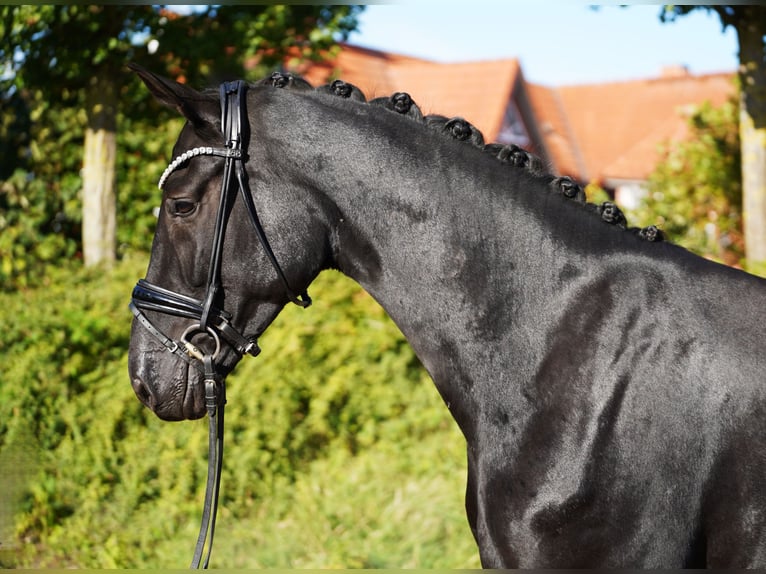 Oldenburger Stute 4 Jahre 173 cm Rappe in Hohenfelde