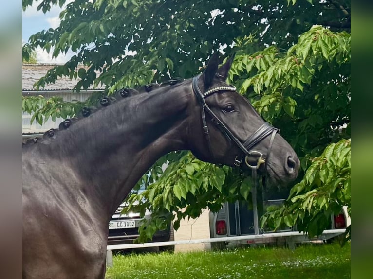 Oldenburger Stute 4 Jahre 173 cm Rappe in Schierensee