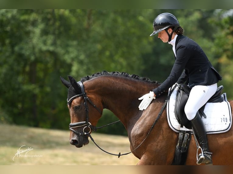 Oldenburger Stute 4 Jahre 174 cm Brauner in Hofheim am Taunus