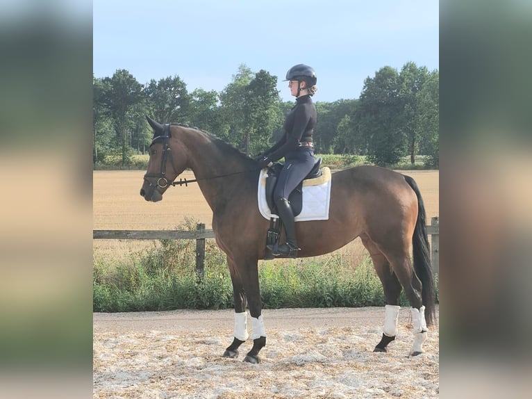 Oldenburger Stute 4 Jahre 175 cm Dunkelbrauner in Neuenkirchen-Vörden