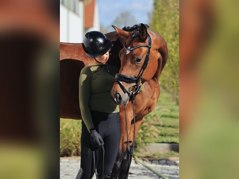 Oldenburger Stute 4 Jahre 176 cm Brauner in Wien, Innere Stadt