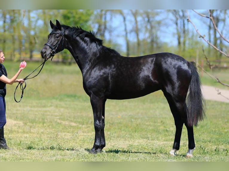 Oldenburger Stute 4 Jahre in Stud