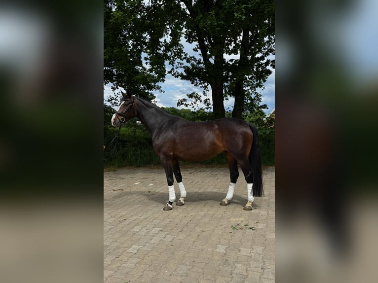 Oldenburger Stute 4 Jahre Dunkelbrauner in Alfhausen