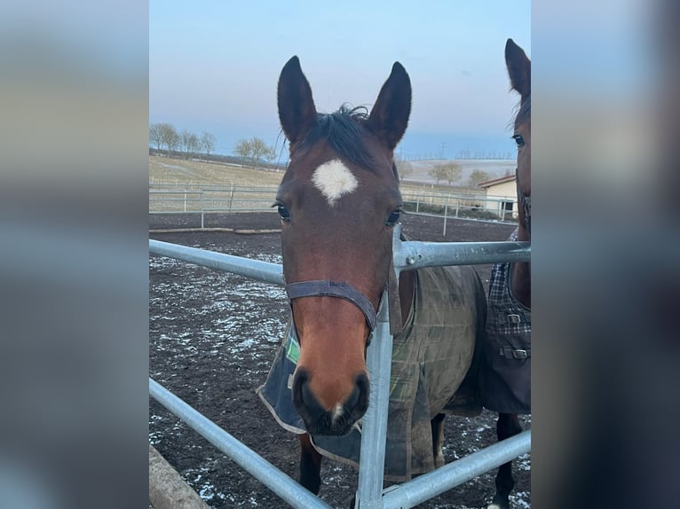 Oldenburger Stute 5 Jahre 160 cm Brauner in Königheim
