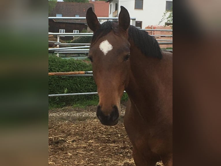Oldenburger Stute 5 Jahre 160 cm Brauner in Königheim