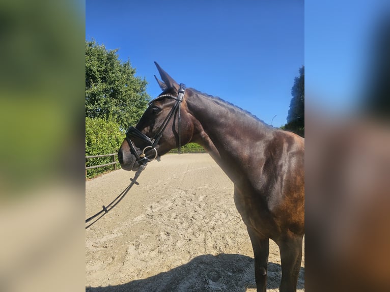 Oldenburger Stute 5 Jahre 160 cm Dunkelbrauner in Erkelenz
