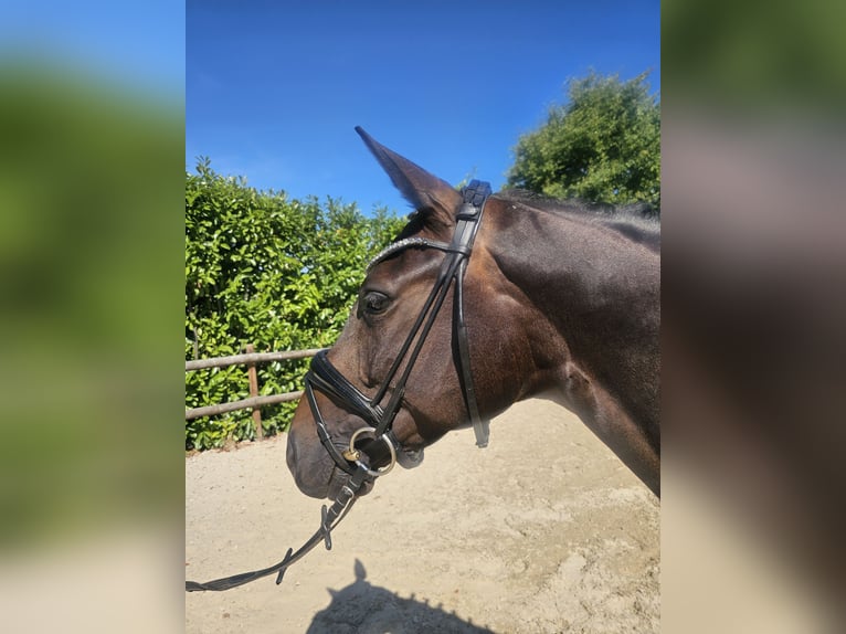 Oldenburger Stute 5 Jahre 160 cm Dunkelbrauner in Erkelenz