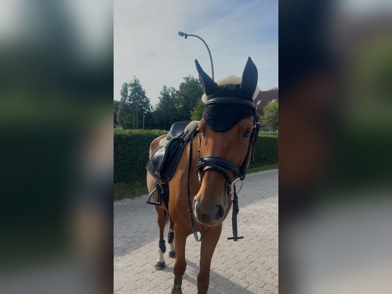 Oldenburger Stute 5 Jahre 160 cm Fuchs in Springe