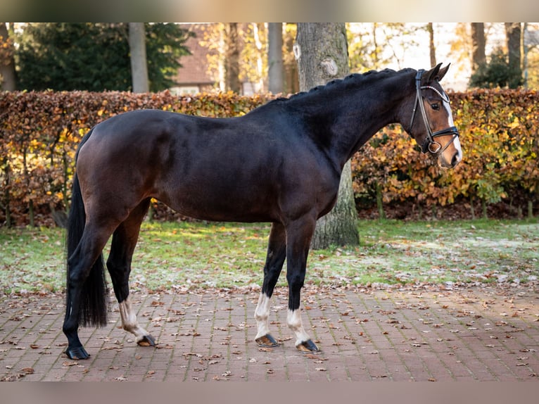 Oldenburger Stute 5 Jahre 162 cm Brauner in Essen (Oldenburg)