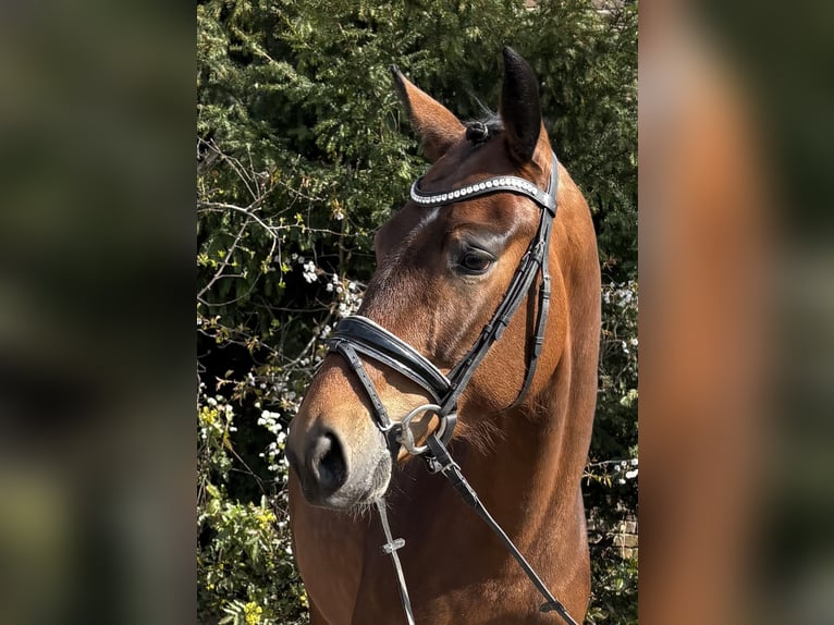 Oldenburger Stute 5 Jahre 162 cm Brauner in Niederkassel