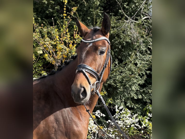 Oldenburger Stute 5 Jahre 162 cm Brauner in Niederkassel