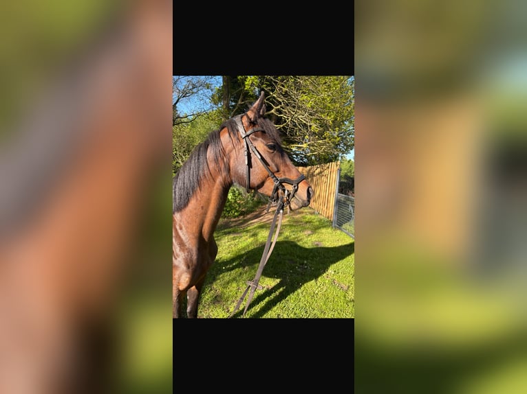 Oldenburger Stute 5 Jahre 162 cm Dunkelbrauner in Papenburg