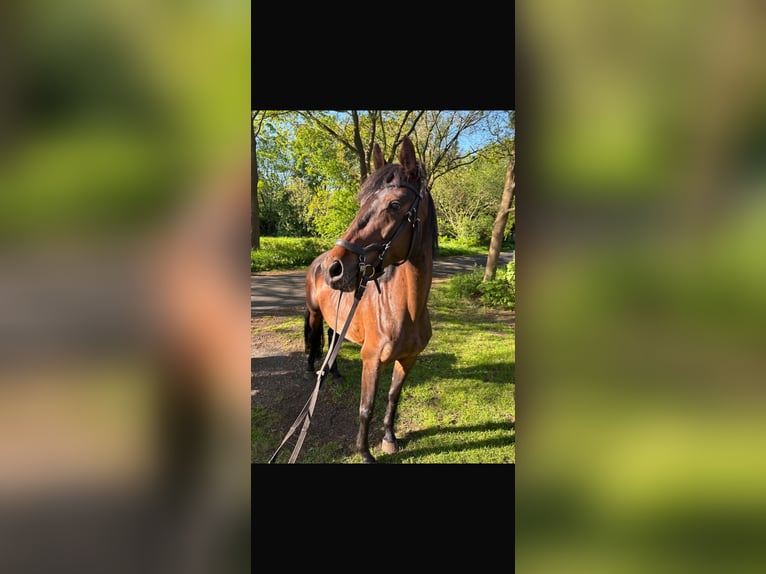 Oldenburger Stute 5 Jahre 162 cm Dunkelbrauner in Papenburg