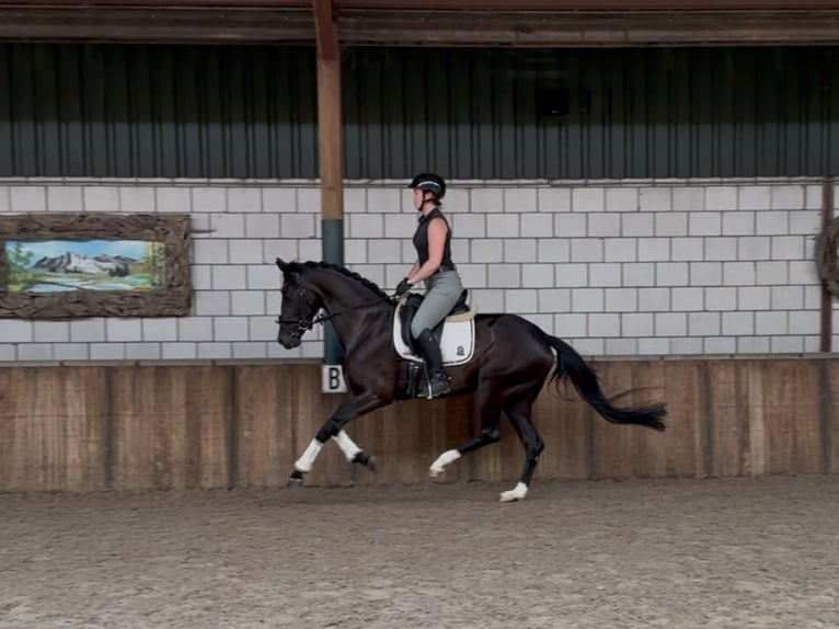 Oldenburger Stute 5 Jahre 162 cm Rappe in Oud Gastel