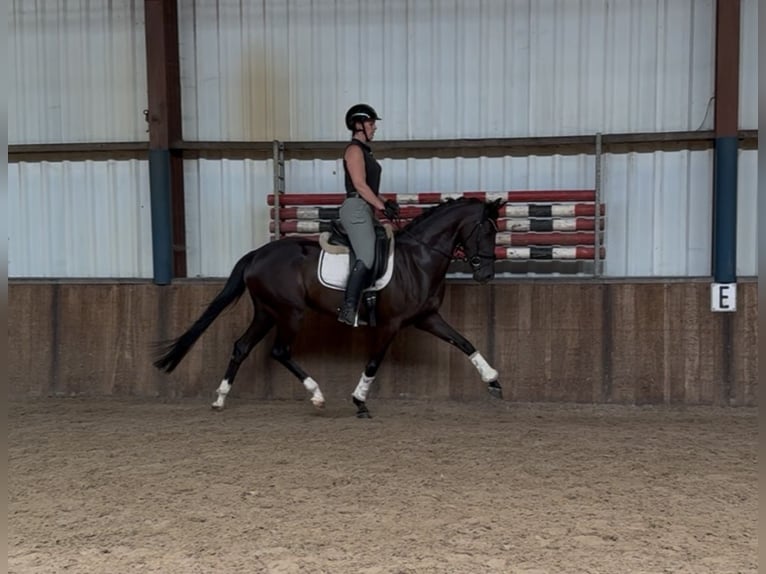 Oldenburger Stute 5 Jahre 162 cm Rappe in Oud Gastel