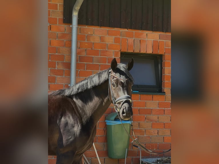 Oldenburger Stute 5 Jahre 162 cm Rappe in Schöppingen
