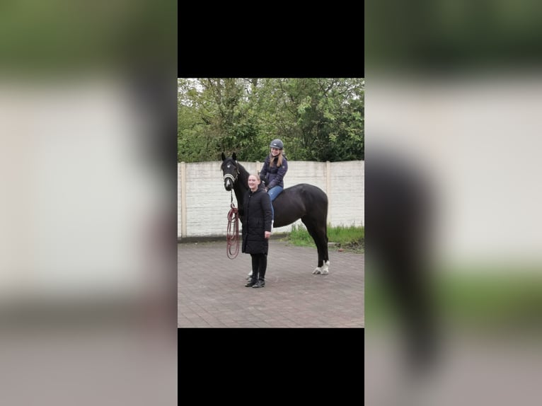 Oldenburger Stute 5 Jahre 162 cm Rappe in Stadtlohn