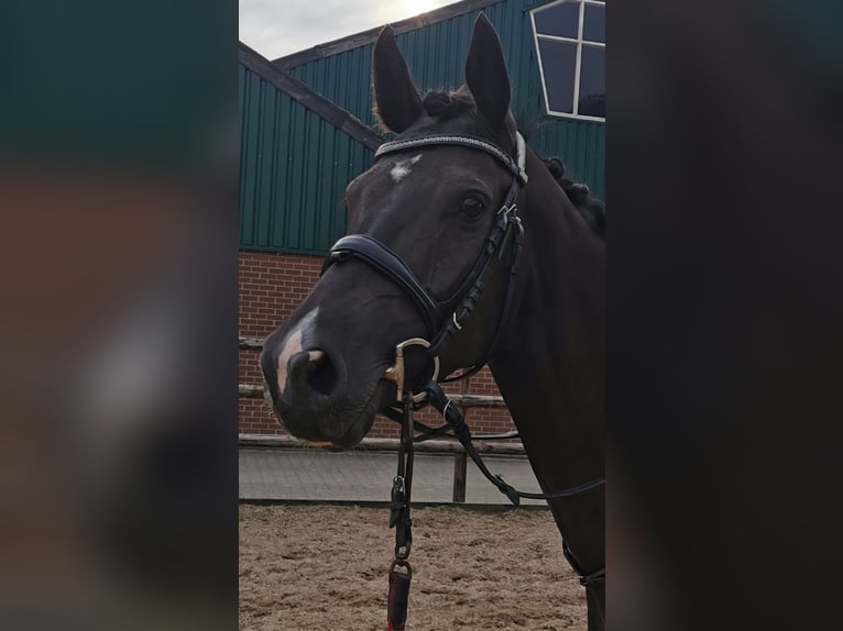 Oldenburger Stute 5 Jahre 162 cm Rappe in Stadtlohn