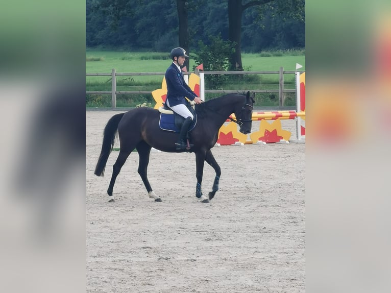 Oldenburger Stute 5 Jahre 162 cm Rappe in Stadtlohn