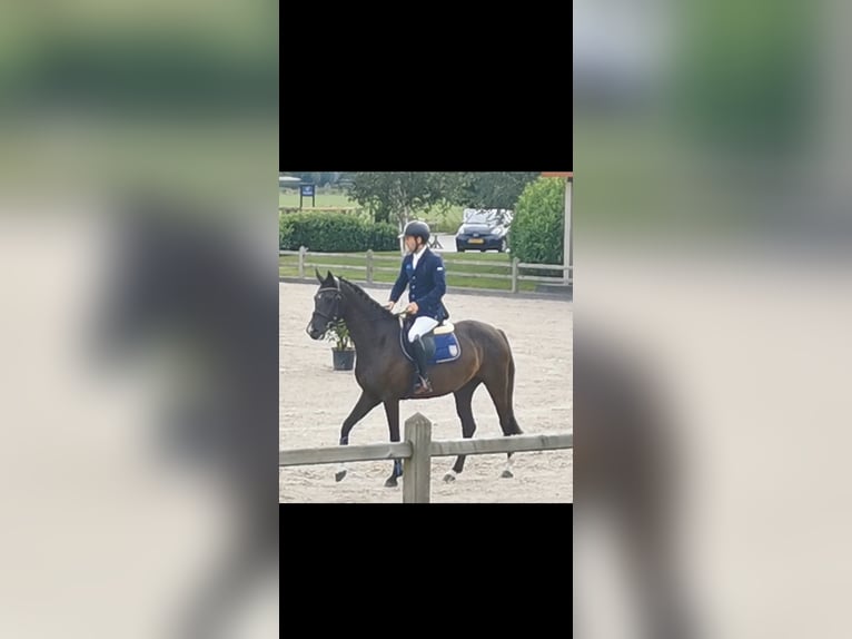 Oldenburger Stute 5 Jahre 162 cm Rappe in Stadtlohn