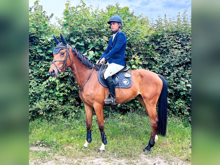 Oldenburger Stute 5 Jahre 163 cm Brauner in Harsum