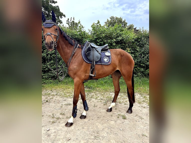 Oldenburger Stute 5 Jahre 163 cm Brauner in Harsum