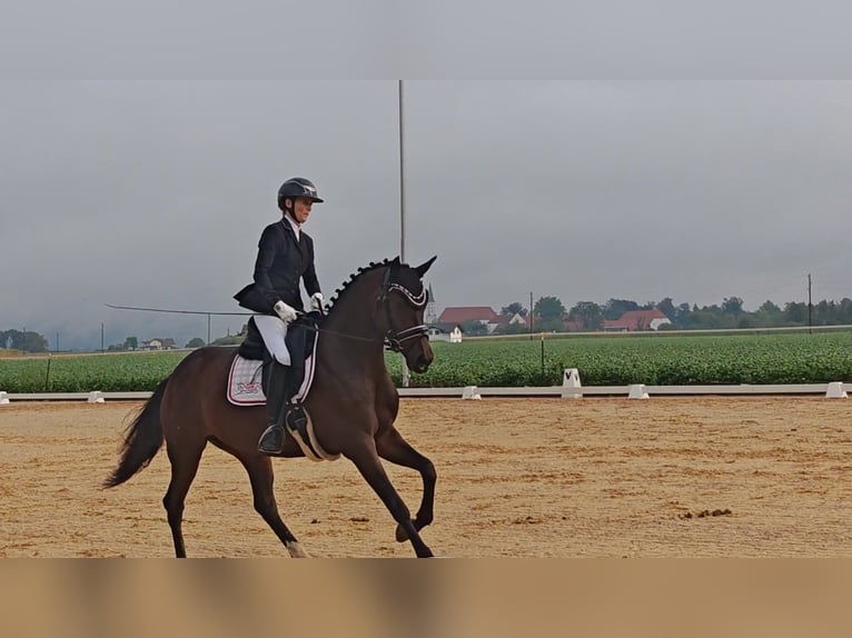 Oldenburger Stute 5 Jahre 163 cm Dunkelbrauner in Sankt Wolfgang