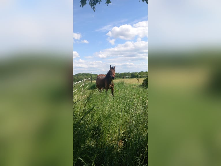 Oldenburger Stute 5 Jahre 163 cm Dunkelbrauner in Kronberg im Taunus