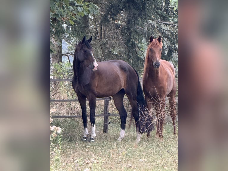 Oldenburger Stute 5 Jahre 164 cm Dunkelbrauner in Uetze