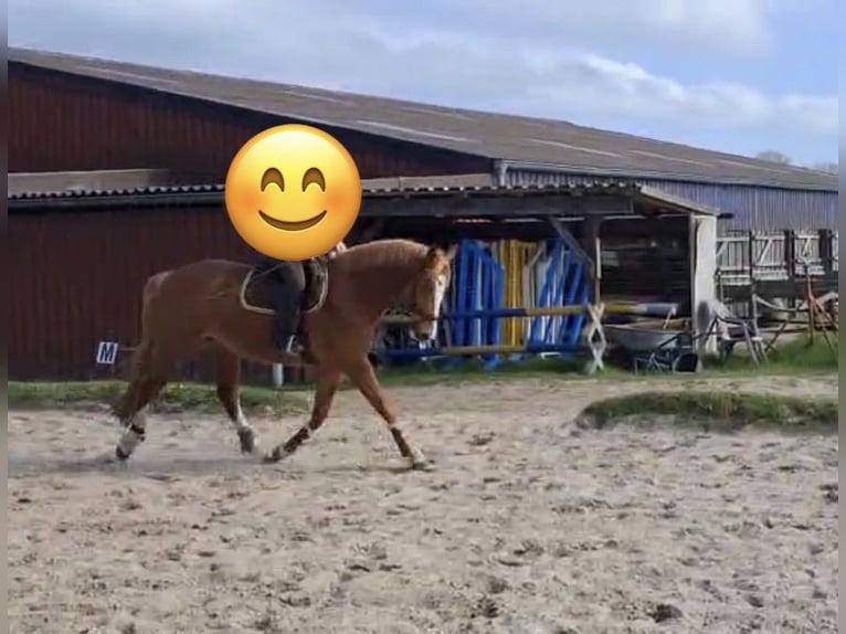 Oldenburger Stute 5 Jahre 164 cm Dunkelfuchs in Jever