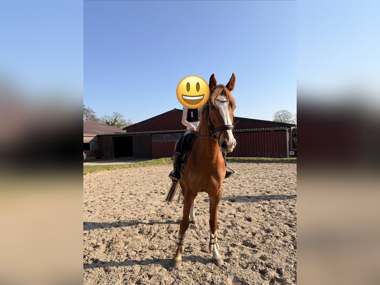 Oldenburger Stute 5 Jahre 164 cm Dunkelfuchs in Jever
