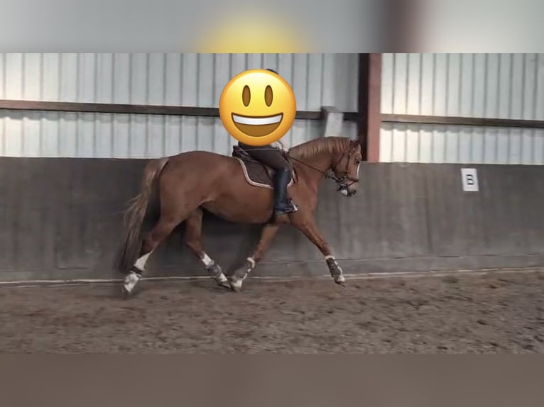 Oldenburger Stute 5 Jahre 164 cm Dunkelfuchs in Jever