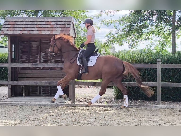 Oldenburger Stute 5 Jahre 164 cm Fuchs in Zaffelare
