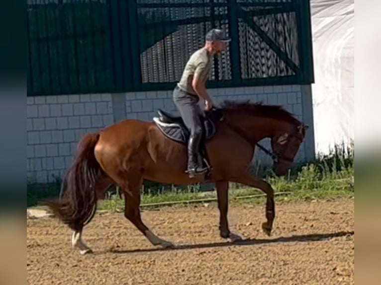 Oldenburger Stute 5 Jahre 164 cm Fuchs in Michaelisbruch
