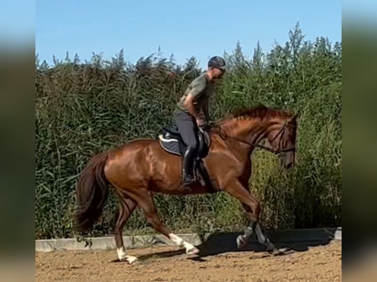 Oldenburger Stute 5 Jahre 164 cm Fuchs in Michaelisbruch