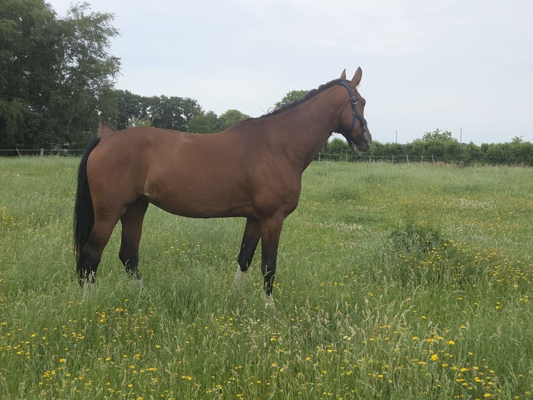 Oldenburger Stute 5 Jahre 165 cm Brauner in Berumbur