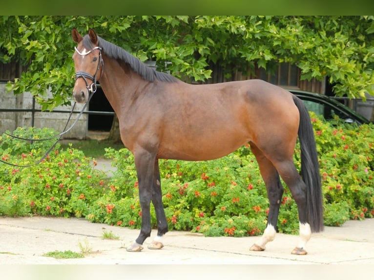 Oldenburger Stute 5 Jahre 165 cm Brauner in Zarrentin