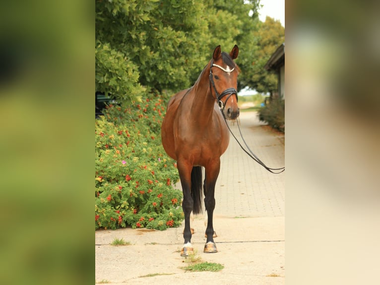 Oldenburger Stute 5 Jahre 165 cm Brauner in Zarrentin