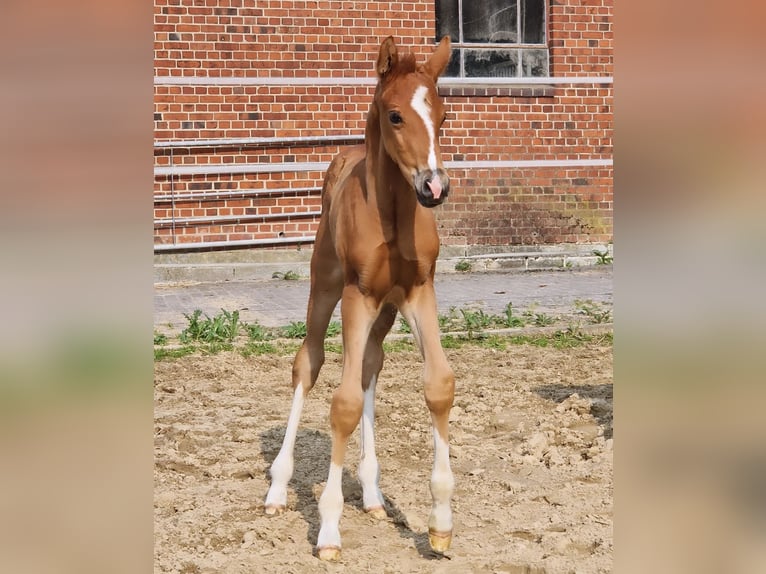 Oldenburger Stute 5 Jahre 165 cm Brauner in Telgte