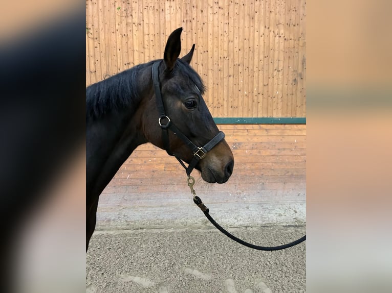 Oldenburger Stute 5 Jahre 165 cm Brauner in Lautertal