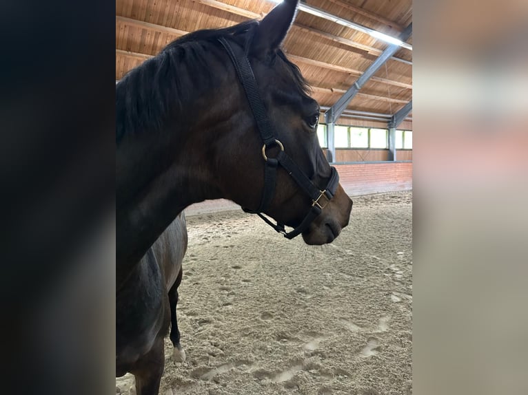 Oldenburger Stute 5 Jahre 165 cm Brauner in Lautertal